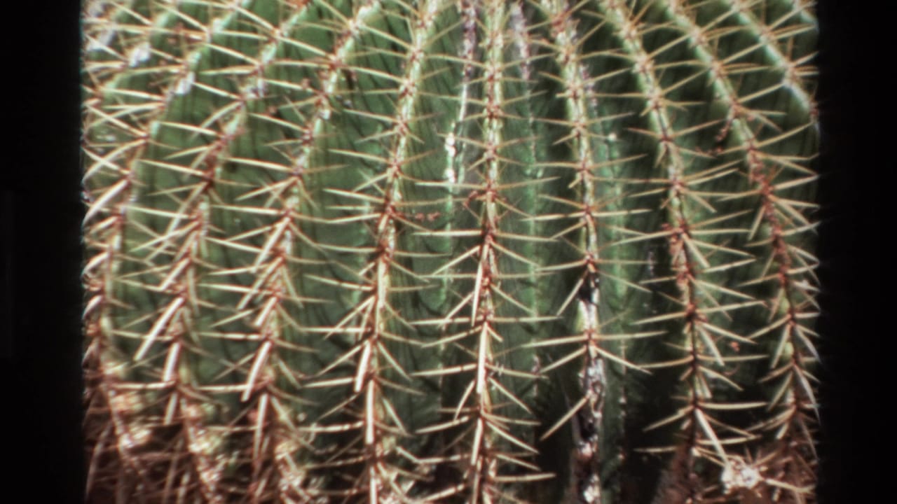 1980 Big Sur home-movie frame showing a close, cropped view of a tall green ribbed cactus with long pale spines.