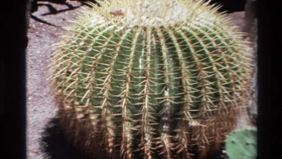 1980 Big Sur frame showing a large round barrel cactus with dense pale spines, seen from a close visitor-shot angle.