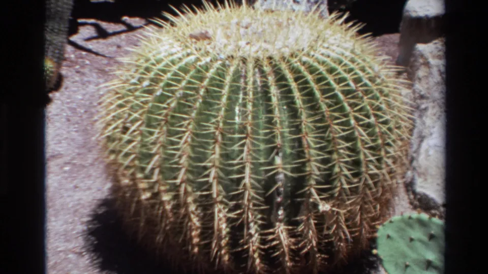 Close 1980 Big Sur home-movie view of a round barrel cactus, showing its ribbed surface, dense spines, and gravel setting.