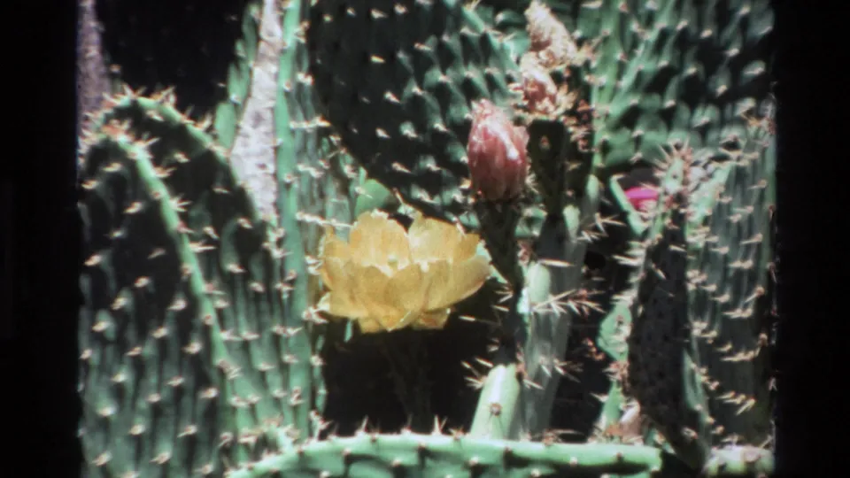 1980 Big Sur frame showing clustered cactus pads with a blooming yellow flower and a nearby pink bud in bright daylight.