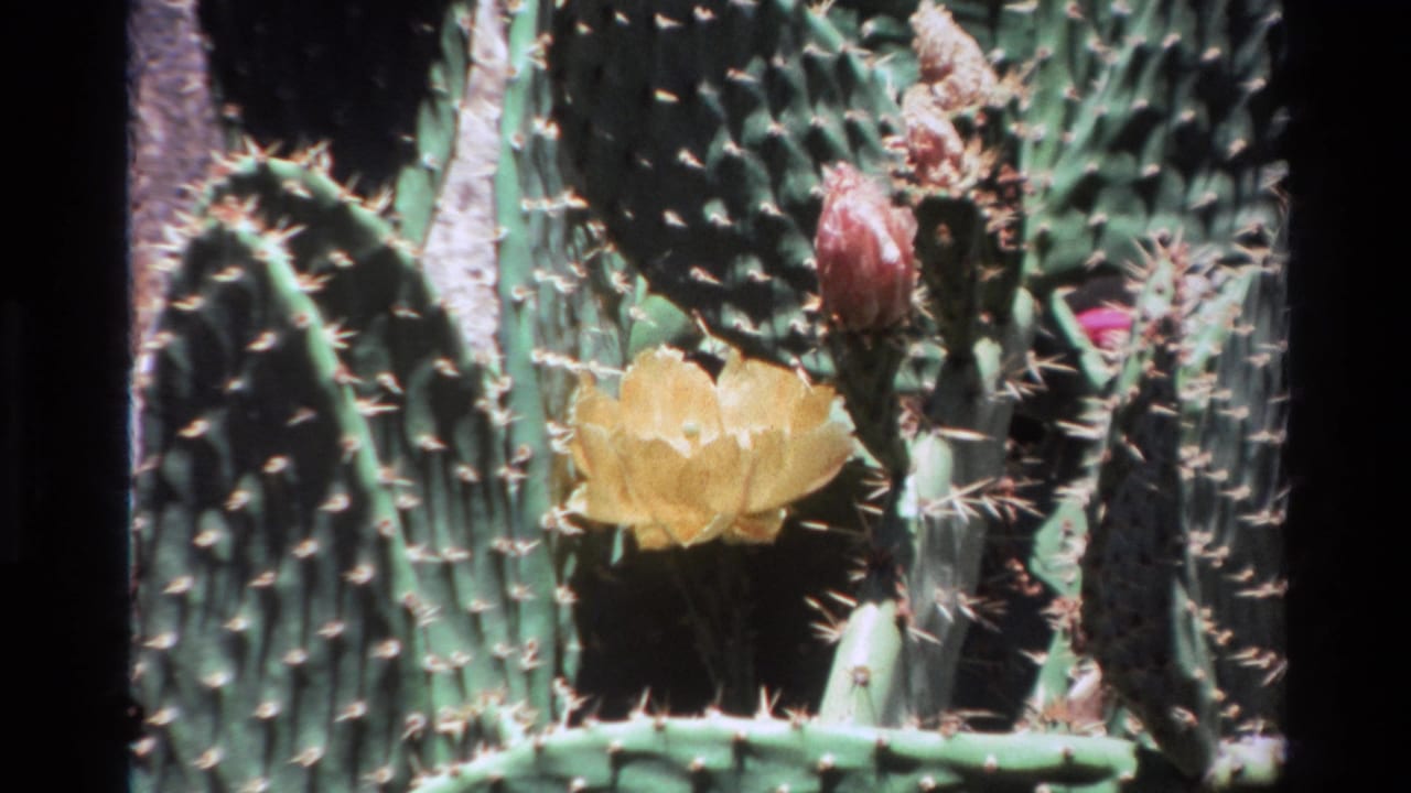 1980 Big Sur 8mm frame showing cactus pads, a yellow bloom, a reddish bud, and dense spines in bright sunlight.