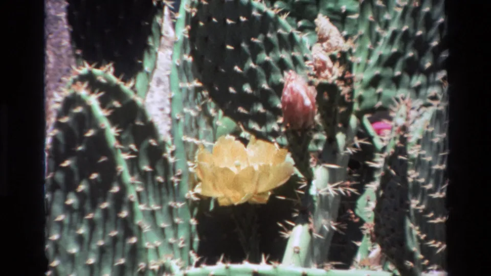 8mm home-movie view of a yellow cactus bloom and red bud among sharp green pads, identified by metadata as Big Sur in 1980.