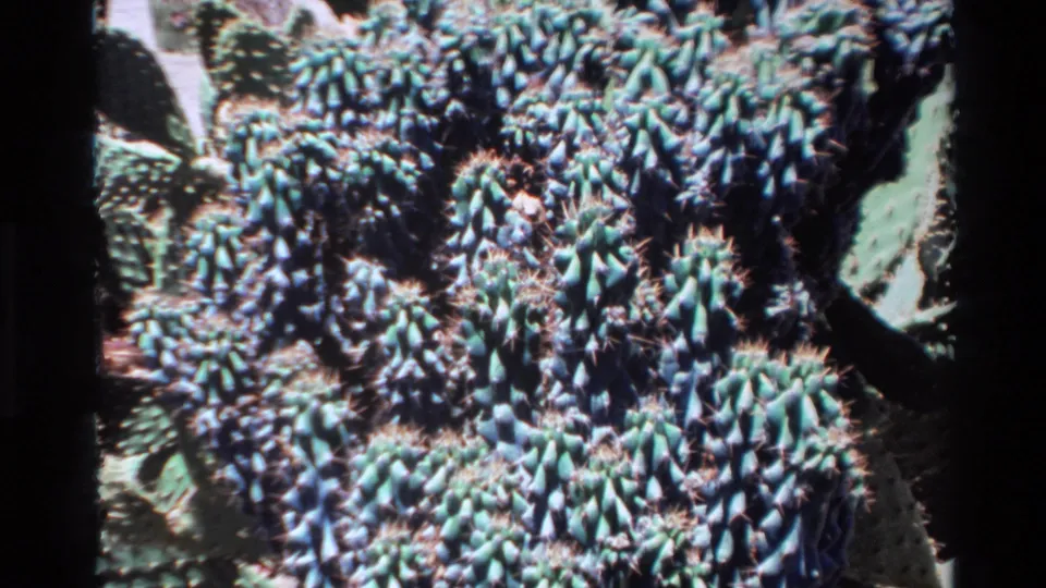 Metadata-supported 1980 Big Sur frame showing a dense patch of prickly pear-like cacti with blue-green pads and small spines.