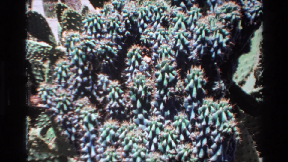 8mm frame of dense cactus growth in bright sun, with blue-green pads, spines, shadows, and visible film borders.