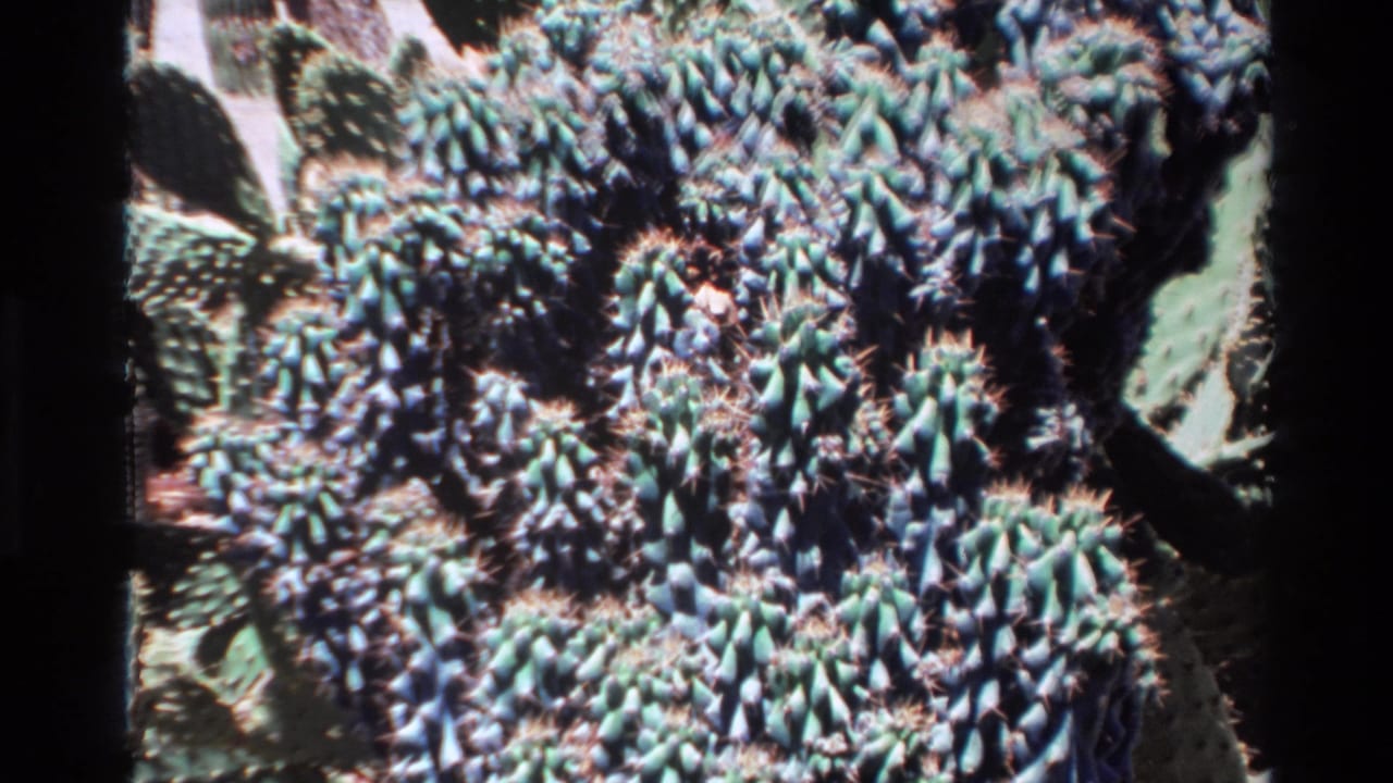1980 Big Sur home-movie frame showing a dense cluster of blue-green spiny cactus plants with dark film borders.