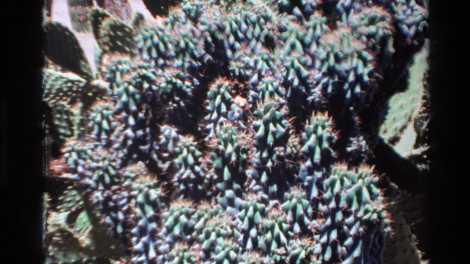 1980 Big Sur home-movie frame showing a dense cluster of blue-green spiny cactus plants with dark film borders.