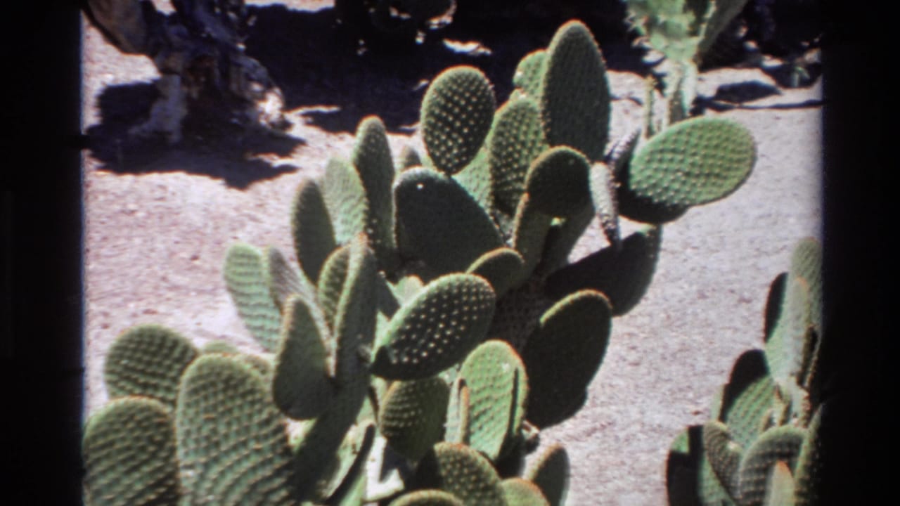 Prickly pear cactus paddles beside pale dry ground.