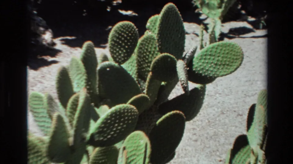 1980 Big Sur home-movie view of overlapping prickly pear paddles with dotted spines and soft handheld framing.