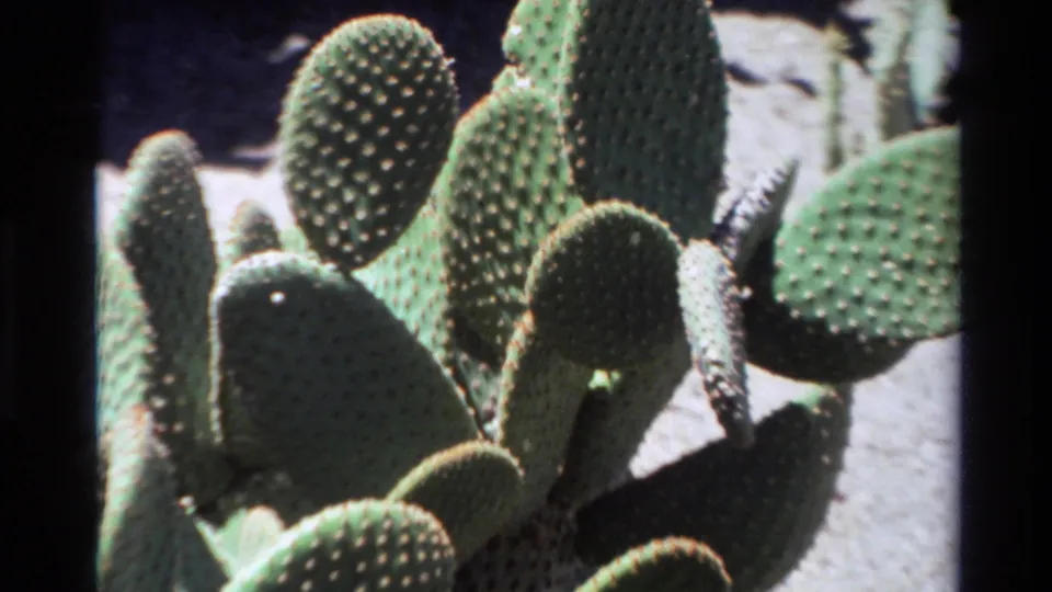 Close 1980 Big Sur frame of prickly pear cactus paddles, textured spine patterns, sunlit edges, and 8mm frame borders.