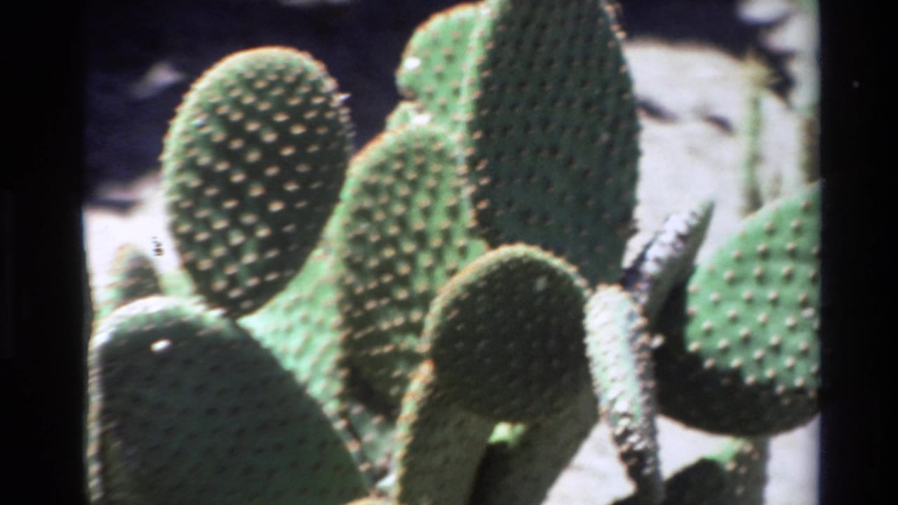 1980 8mm Big Sur footage showing sunlit prickly pear cactus pads, pale spines, soft focus, and dark film borders.