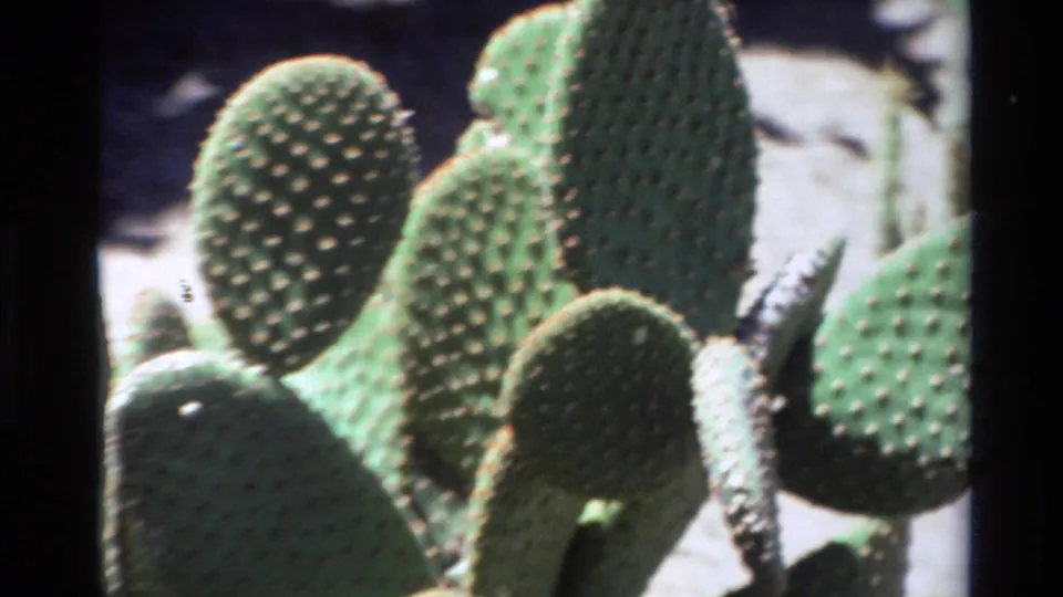 1980 8mm Big Sur footage showing sunlit prickly pear cactus pads, pale spines, soft focus, and dark film borders.