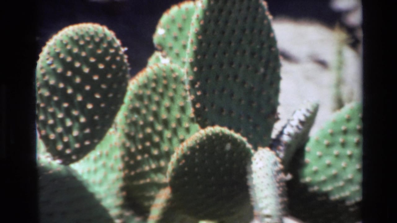 Prickly pear cactus pads and spines seen in a repeated close-up frame.