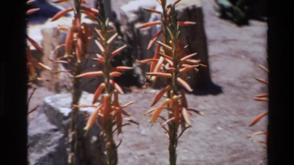 1980 8mm Big Sur footage showing aloe flower stalks with orange-red blooms in a dry, rocky outdoor setting.