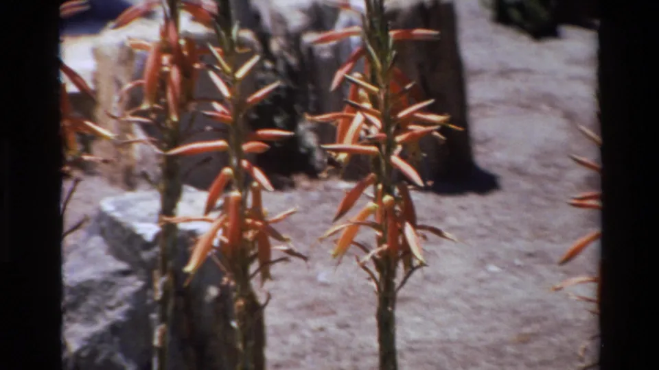Sunlit 8mm frame from Big Sur showing aloe flower stems, orange-red blooms, rocks, dry soil, and analog film borders.