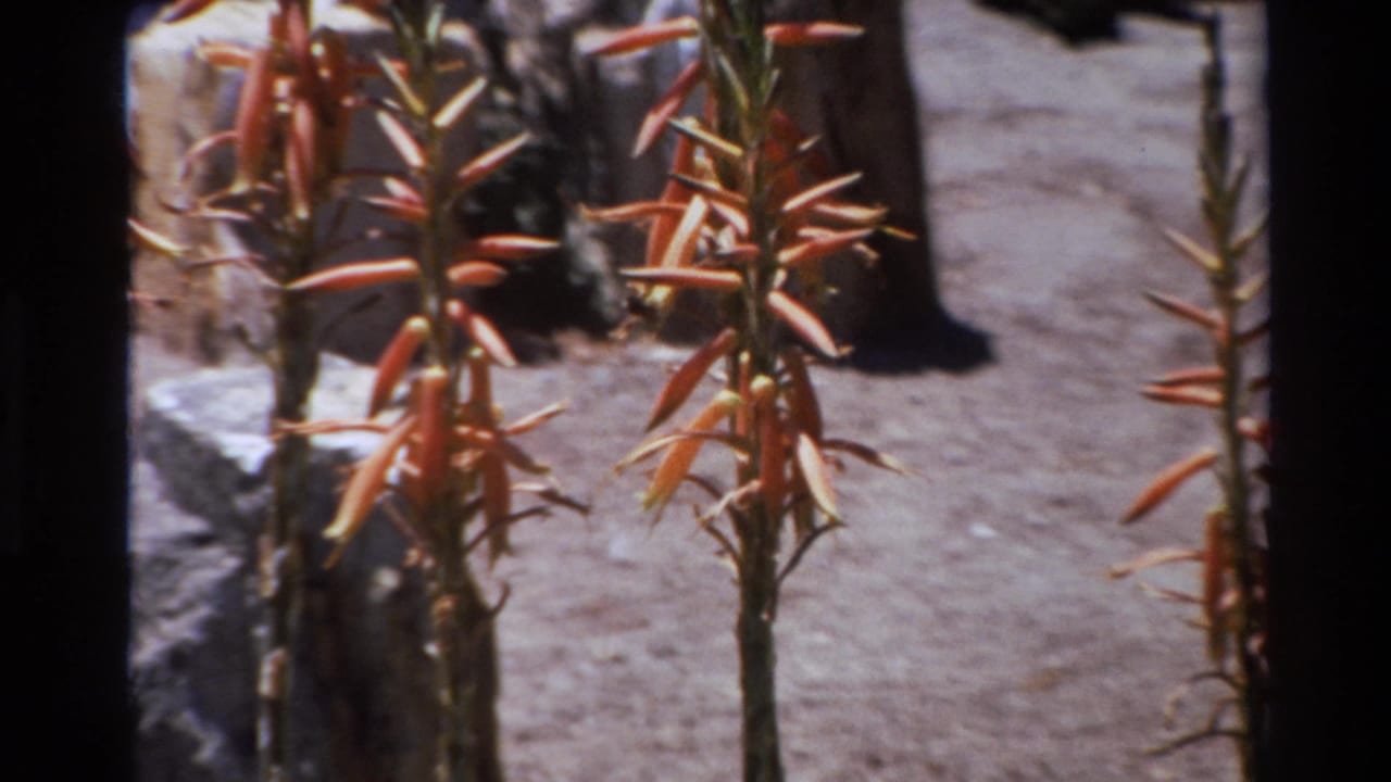 1980 Big Sur 8mm frame showing tall aloe bloom stalks, dry ground, rocks, and sparse cactus planting in bright sun.