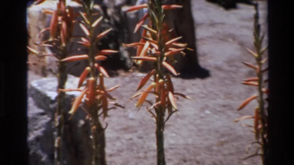 1980 Big Sur 8mm frame showing tall aloe bloom stalks, dry ground, rocks, and sparse cactus planting in bright sun.