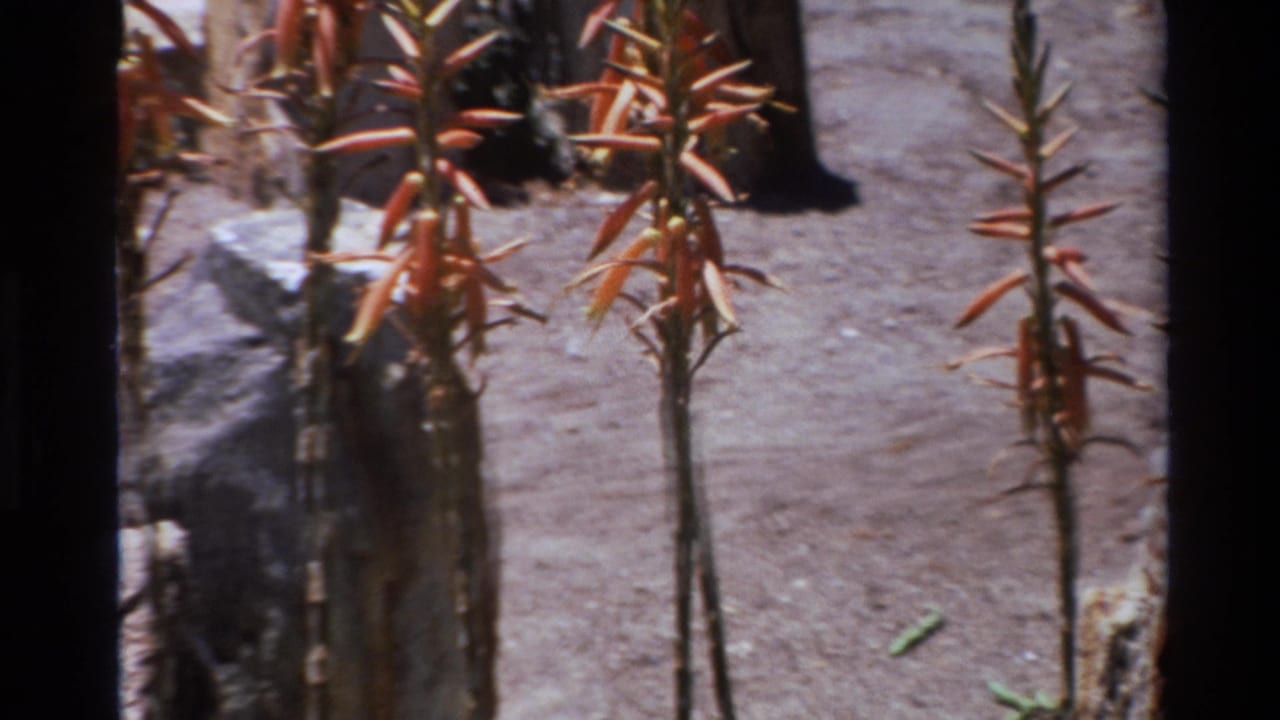 Several aloe bloom stalks rise from dry ground with rocks and cactus forms behind them.