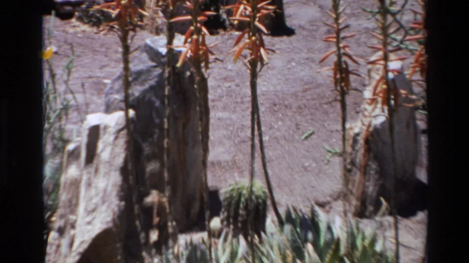 1980 Big Sur 8mm frame showing aloe blooms above rocks, dry soil, and spiky succulent plants in harsh sunlight.