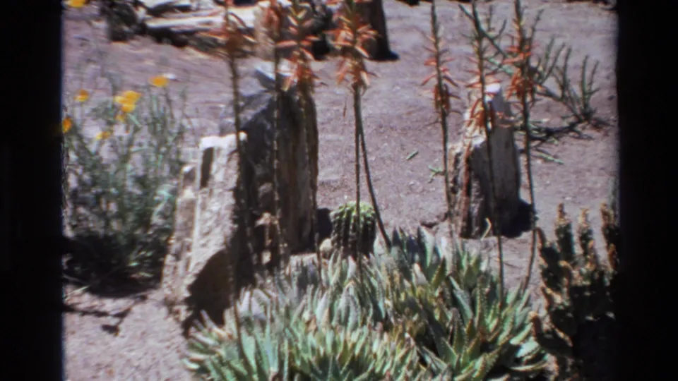 1980 Big Sur home-movie frame with aloe bloom stalks, cactus forms, rocks, and low spiky succulents in bright sun.
