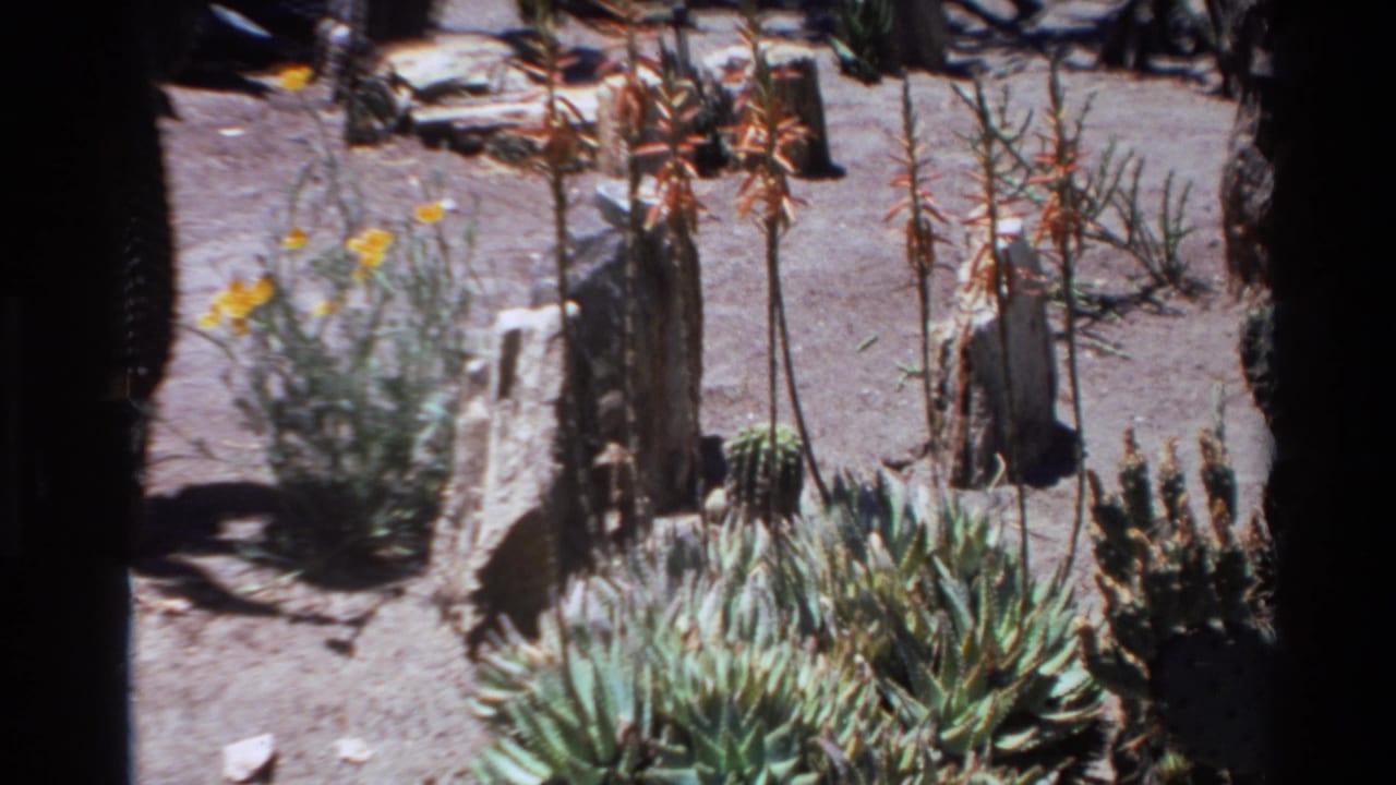 1980 Big Sur home-movie frame showing a bright cactus and succulent garden with sandy soil, rocks, and flowering plants.