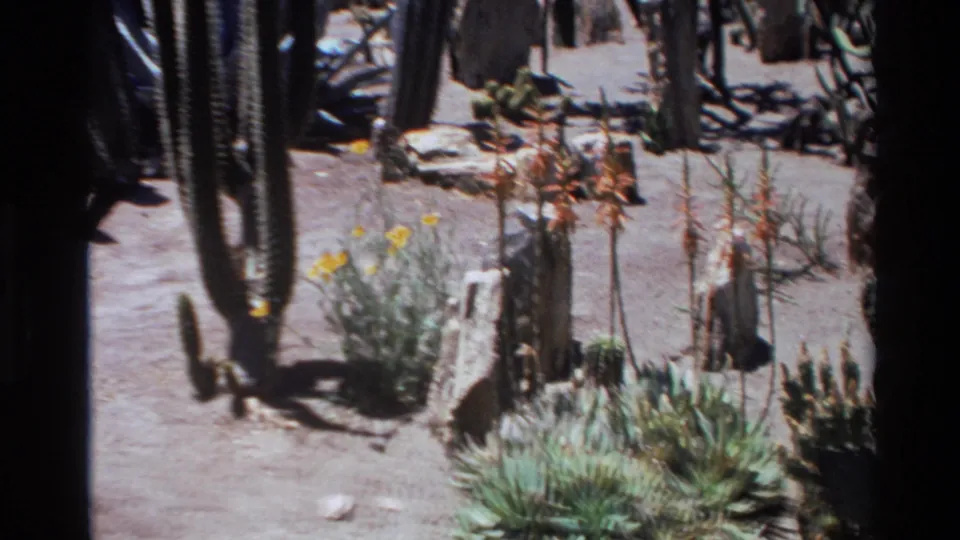 1980 Big Sur frame with tall cacti, agave-like succulents, yellow blooms, and scattered stones in strong sunlight.