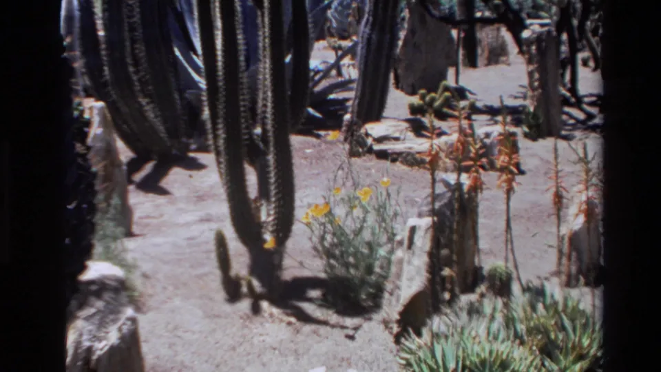 1980 Big Sur home-movie still showing a handheld view across cacti, succulents, sandy ground, and small yellow flowers.