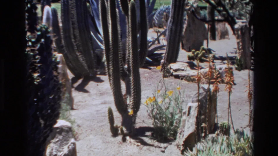 1980 Big Sur garden frame showing columnar cacti, flowering plants, rocks, and pale sandy soil in direct sun.