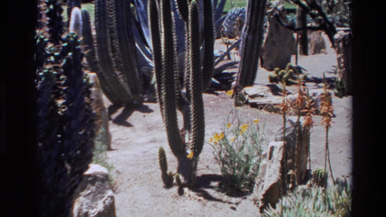 1980 Big Sur home-movie frame showing a sunlit cactus garden path with tall cacti, low succulents, rocks, and small yellow flowers.