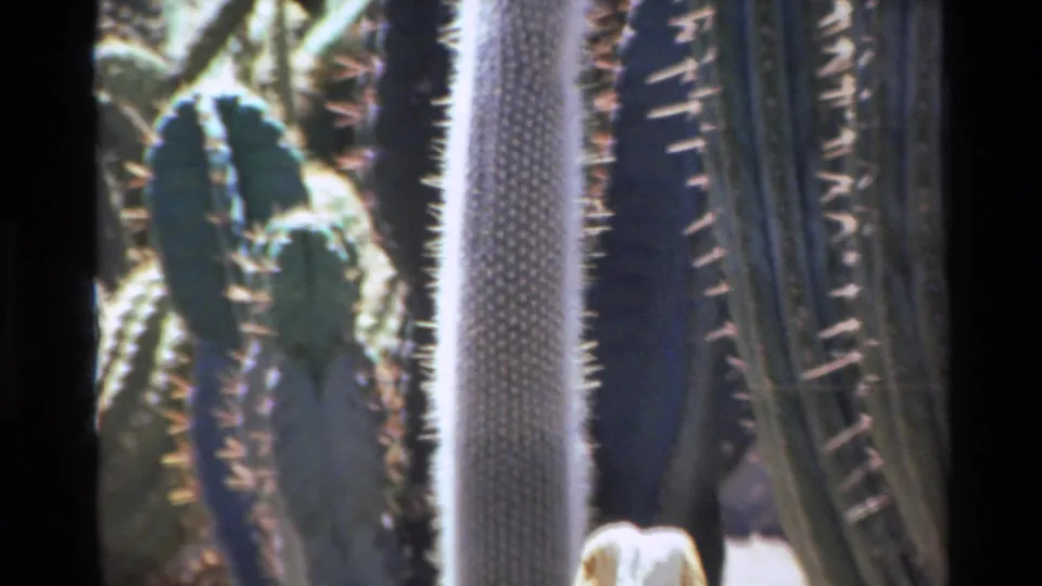 Close 8mm frame from the Big Sur cactus garden showing pale and green columnar cacti in bright, slightly soft daylight.