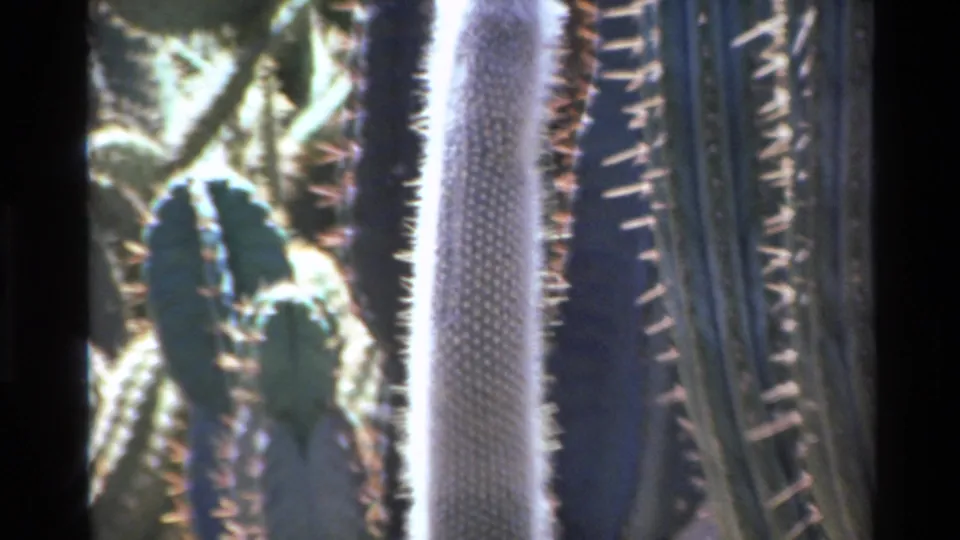 1980 home-movie close-up of cactus varieties in Big Sur, with dense spines, pale cactus columns, and soft film focus.