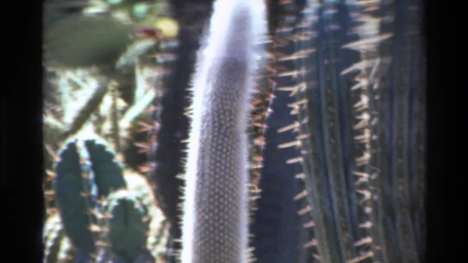 Final Big Sur garden frame showing close spiny cacti in warm 8mm color, with pale and green columns catching sunlight.