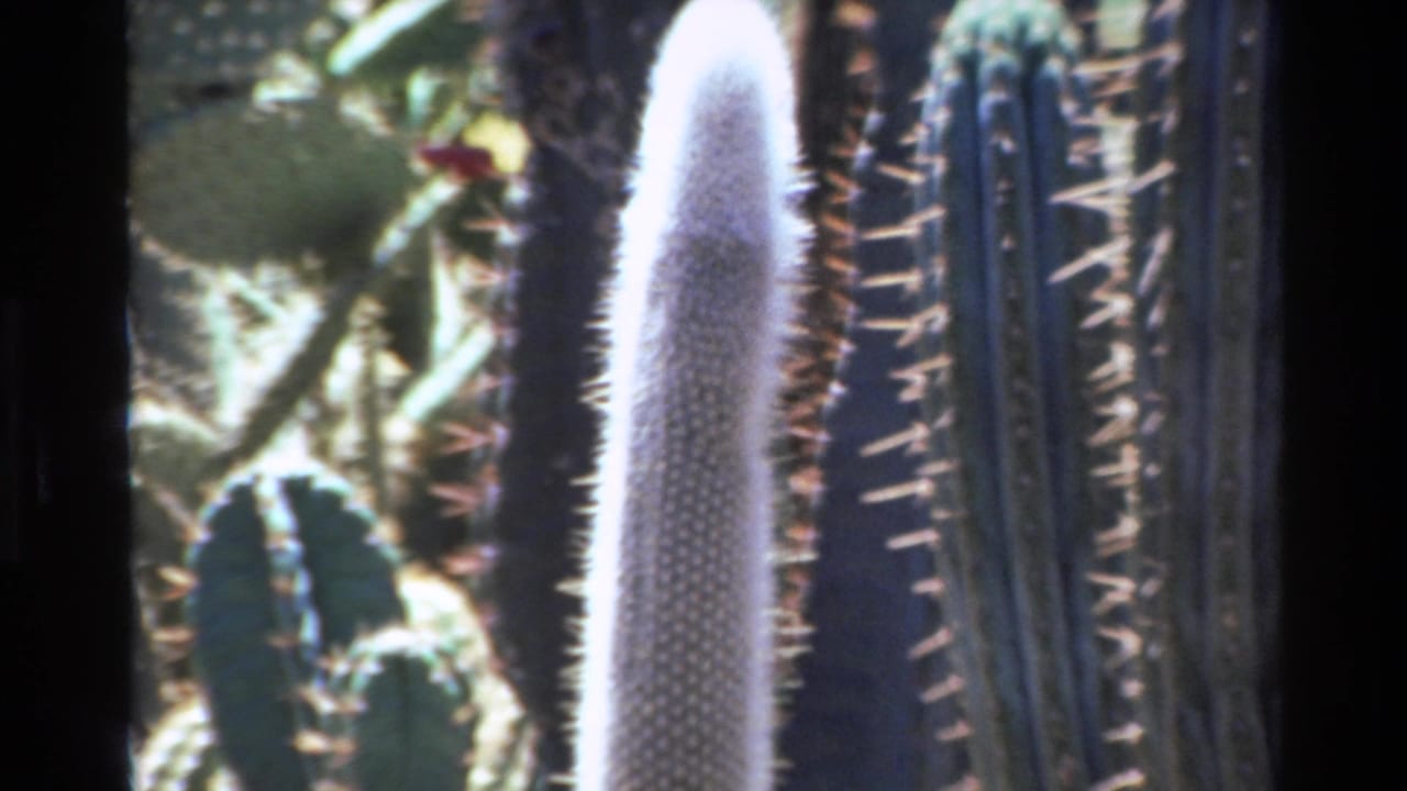 Close-up of white fuzzy cactus among spiny cactus stems and succulent pads.