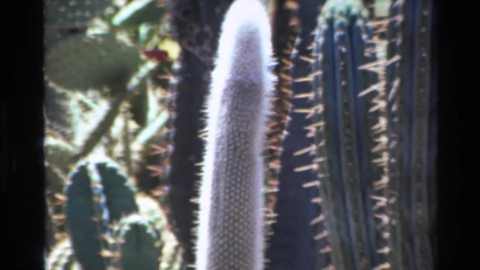 1980 Big Sur 8mm frame showing a white fuzzy cactus surrounded by spiny cactus stems and succulent pads in bright sun.