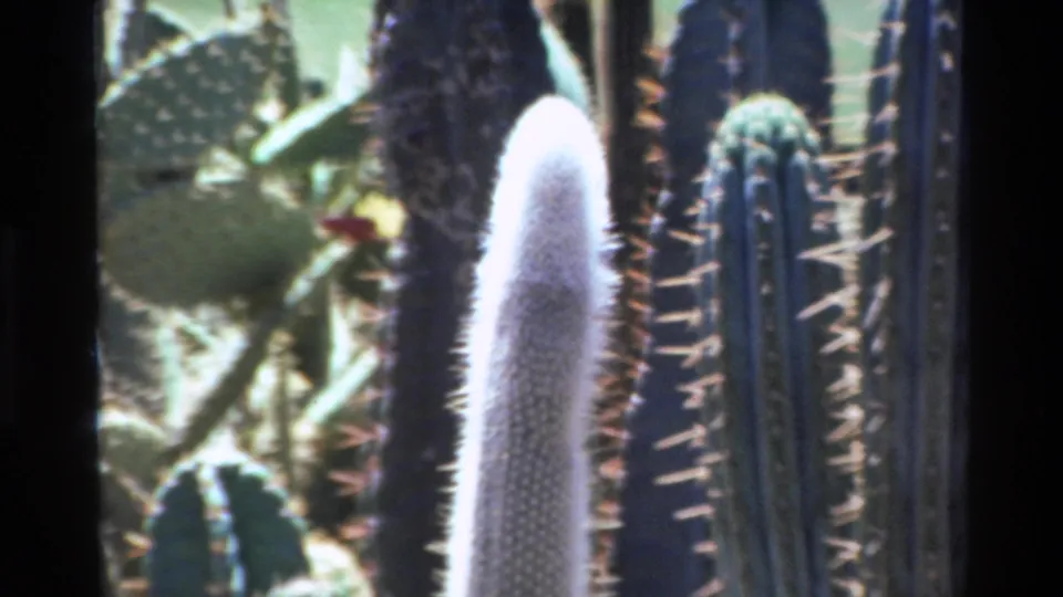 1980 Big Sur garden close-up with a pale fuzzy cactus, tall ribbed cactus stems, and green succulent pads.