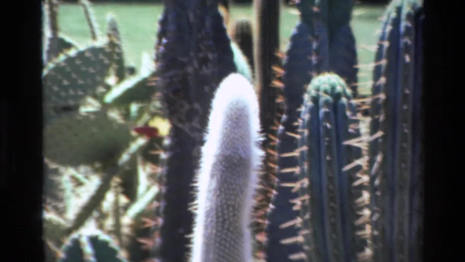 1980 Big Sur 8mm frame with soft focus on cactus spines, a fuzzy white cactus, and prickly pear pads.