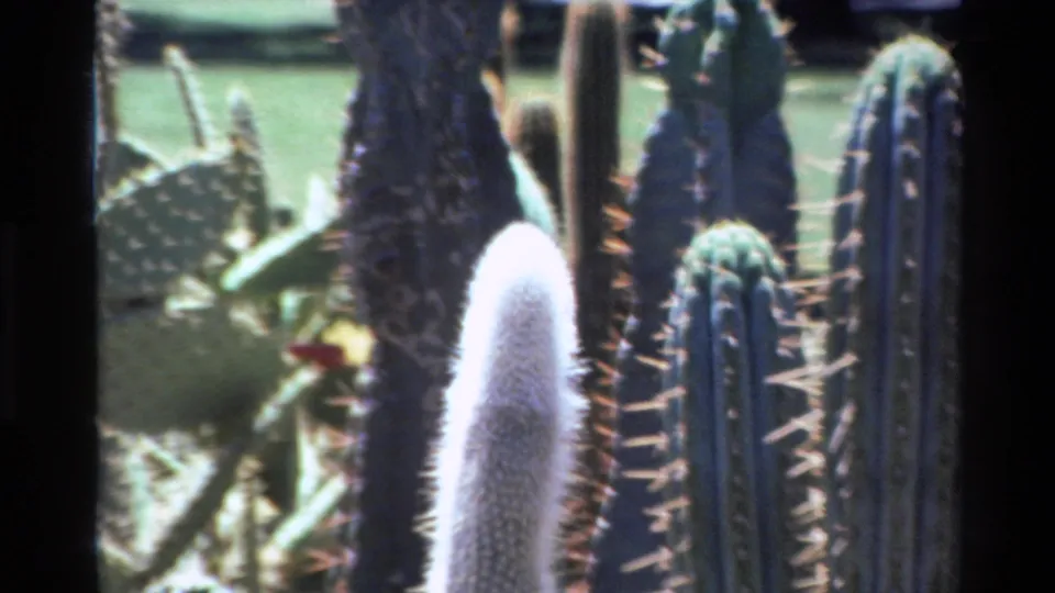 1980 Big Sur home-movie frame showing a white fuzzy cactus column, ribbed spiny cactus, and nearby succulents.