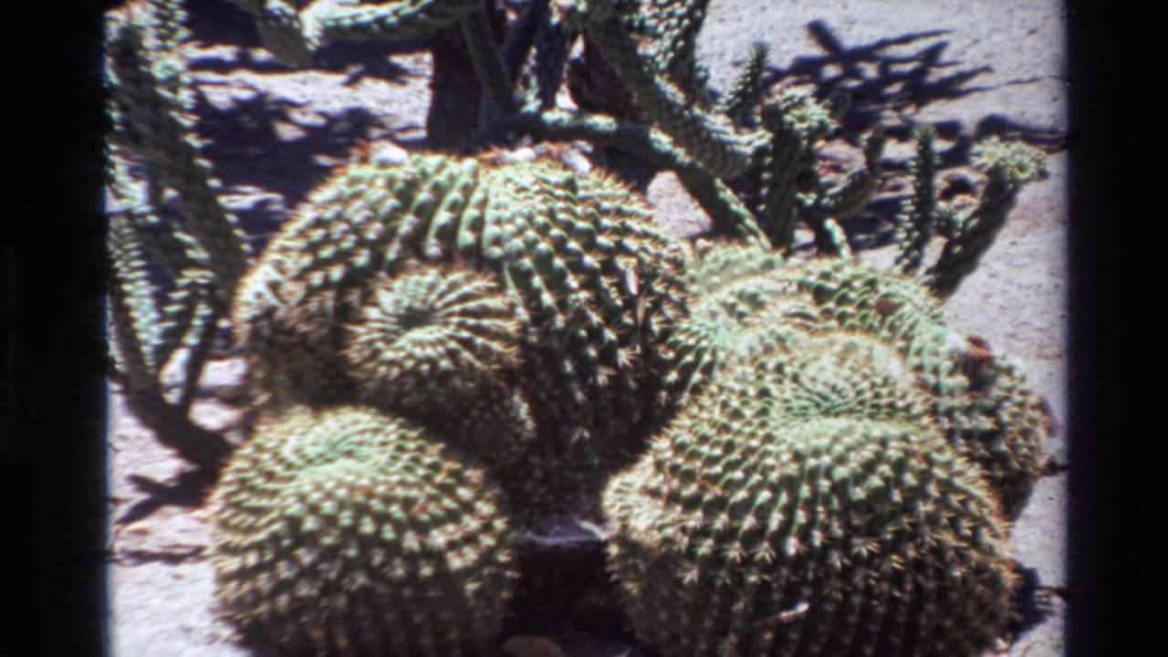 1980 8mm home-movie frame from Big Sur metadata showing round spiny cacti in bright sunlight with branching cactus stems in the background.