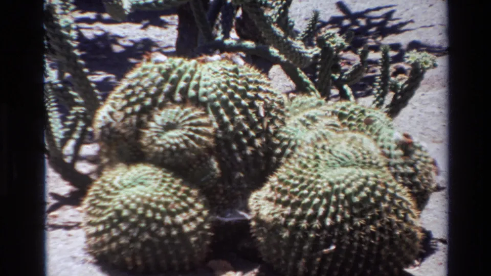 Vintage 8mm frame from the Big Sur 1980 clip showing barrel-like cacti with pale spines and taller cactus branches behind them.