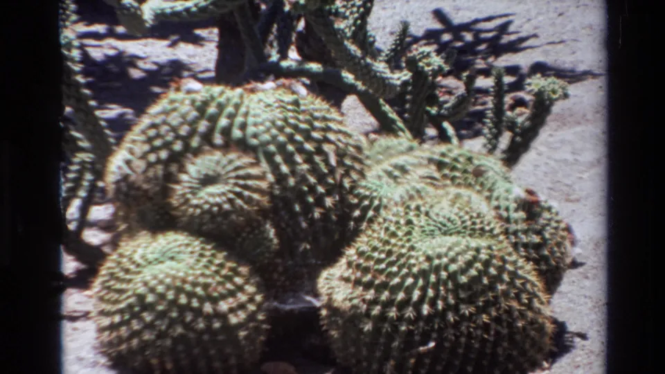 1980 Big Sur home-movie still showing a tight cluster of round spiky cacti with sandy ground and branching cactus shapes behind them.