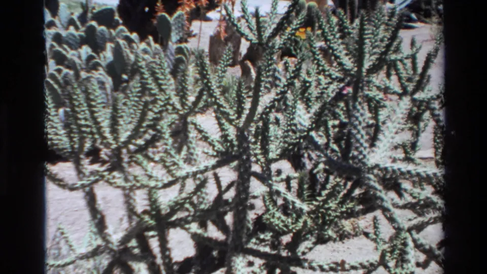 8mm home-movie frame from the 1980 Big Sur clip showing slender branching cactus growth with paddle-like cactus forms nearby.