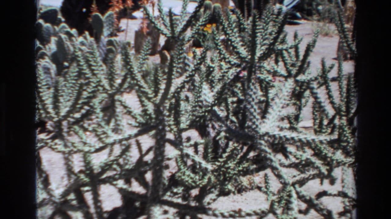 1980 Big Sur home-movie frame showing dense spiny cactus branches over sandy ground in bright sun.