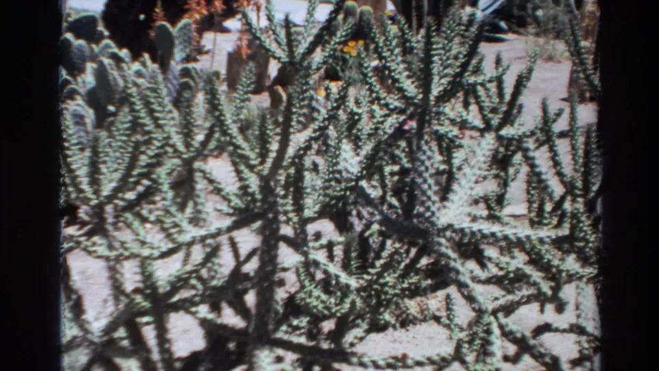 1980 Big Sur home-movie frame showing dense spiny cactus branches over sandy ground in bright sun.