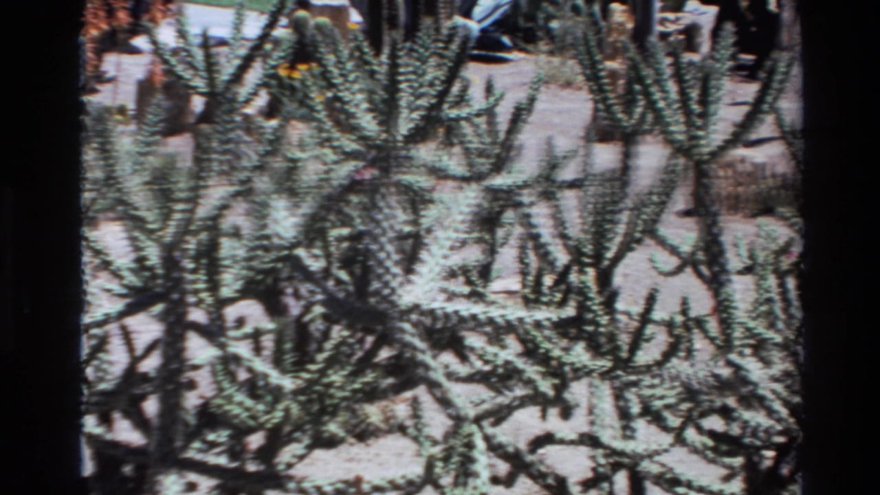 Dense cactus branches stretch across a bright sandy bed.