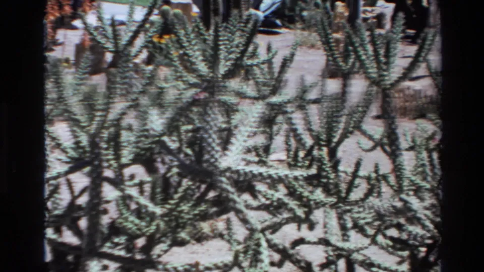 Cactus stems and spines dominate a sunlit 1980 California home-movie frame, with dark scan borders visible.