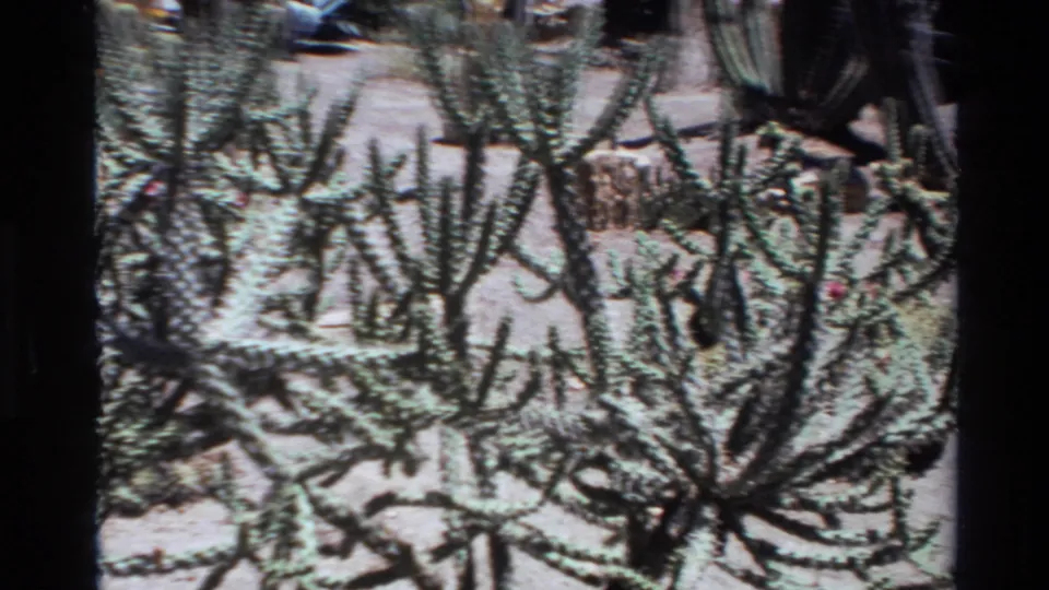 Home-movie frame of multi-stemmed cactus growth in bright sun, with a few small pink flowers visible beyond the stems.