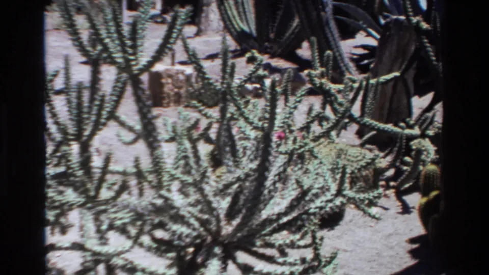 Sunlit cactus stems fill the lower frame, with darker succulent leaves at the right edge in the 1980 Big Sur footage.