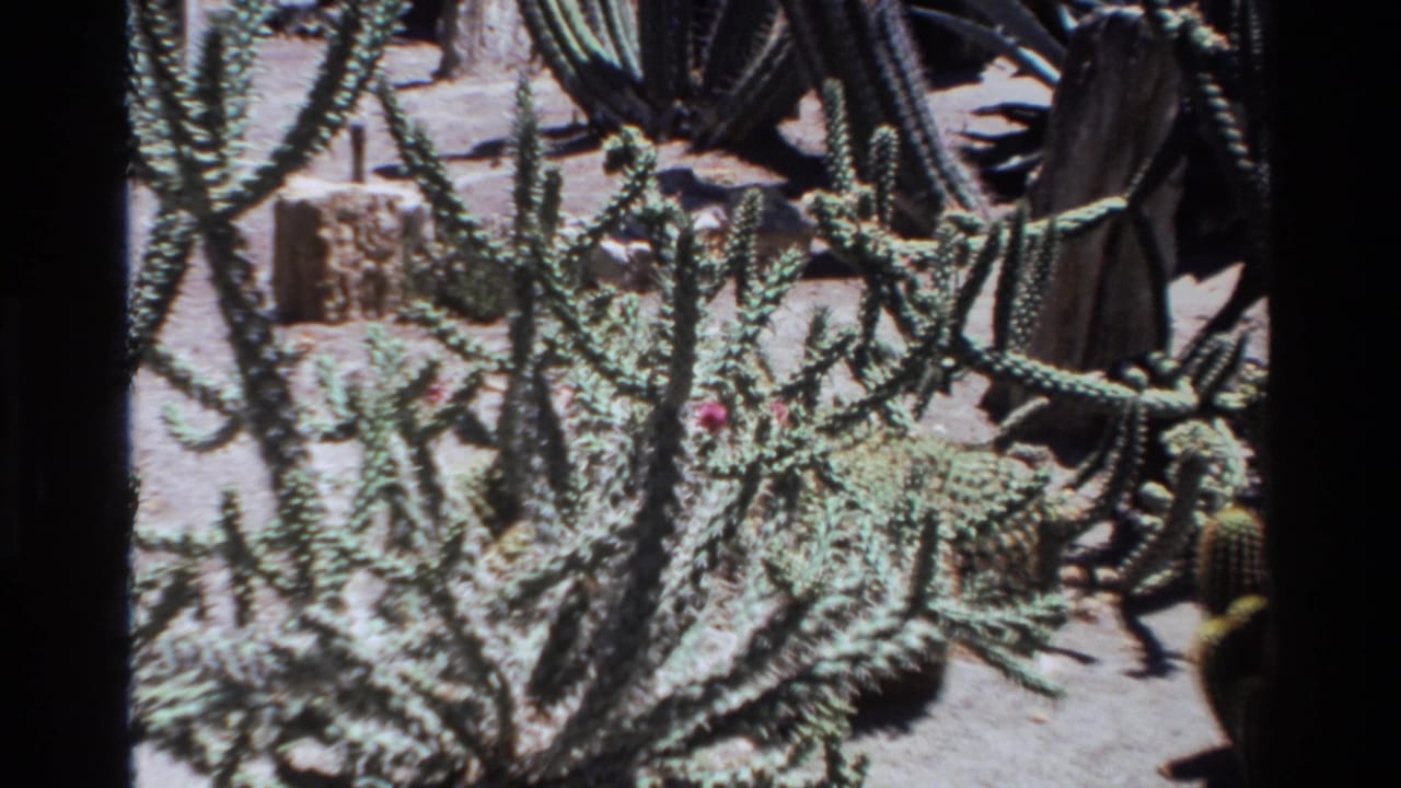 1980 Big Sur home-movie frame showing dense green cactus stems with pale thorns, pink blooms, sandy soil, and rocks.