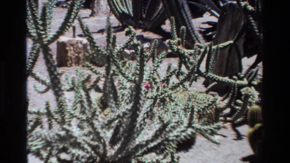 1980 Big Sur home-movie frame showing dense green cactus stems with pale thorns, pink blooms, sandy soil, and rocks.