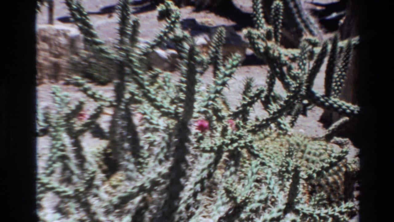 Spiky cactus branches and pink flowers fill the frame against dry ground.