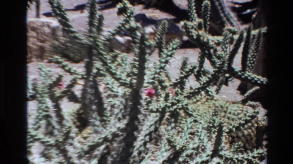 1980 Big Sur frame with the camera closer to thorny cactus branches, pink blooms, sandy earth, and blurred rocks behind.